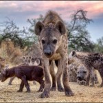 イルカ？ハイエナ？あなたは、どちら？